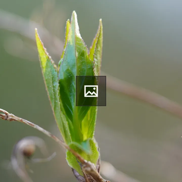 Deutia leaf shoots close-up