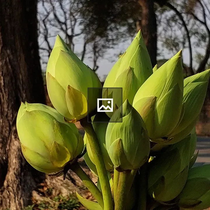 Man holding lotus buds