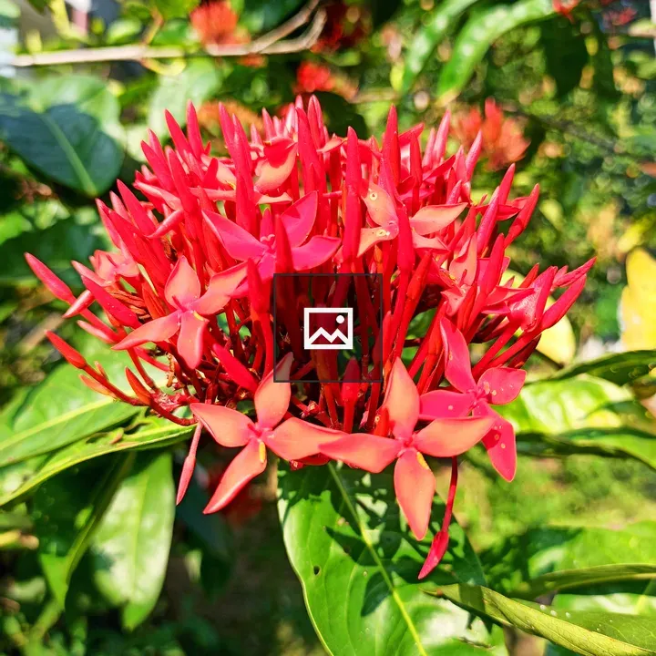 Ixora coccinea Jungle Geranium Flower