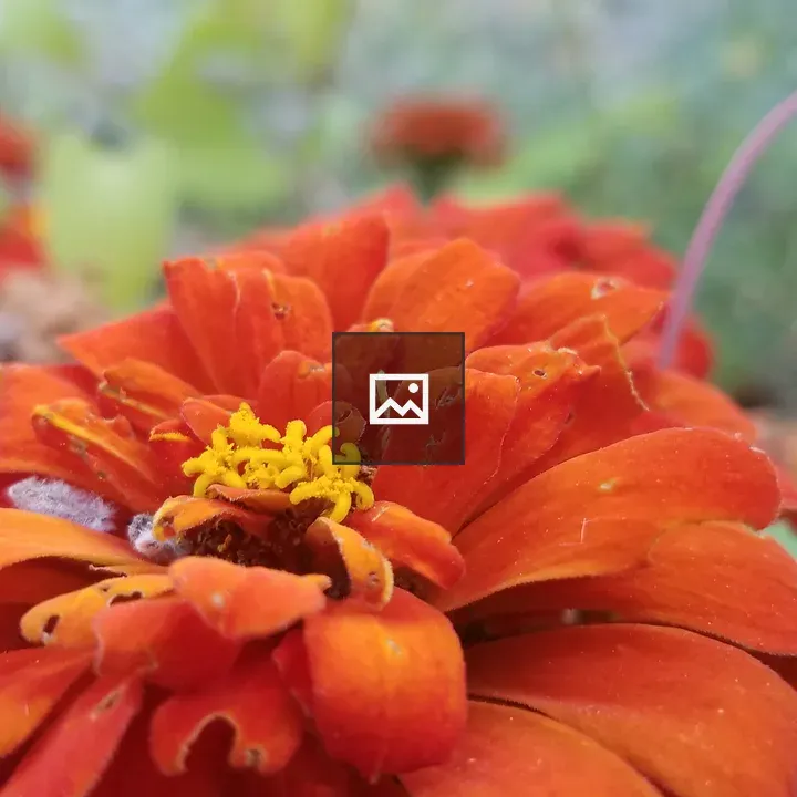 Red flower with snow