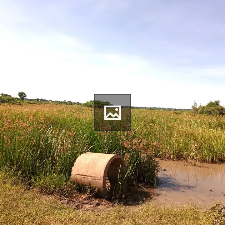 Concrete Pipe in Wetland