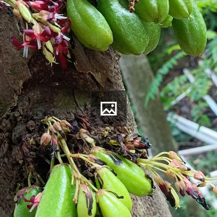 Averrhoa bilimbi Flower and Fruit