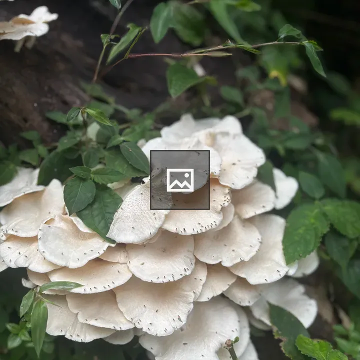 Mushrooms on Dark Log