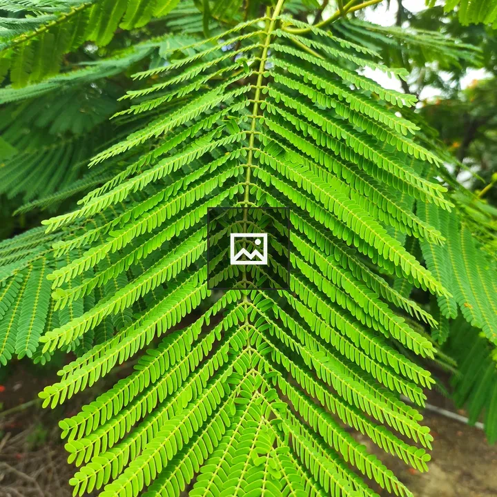 Close-up Green Leaf
