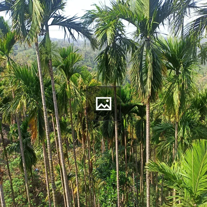 Palm Grove in Meghalaya