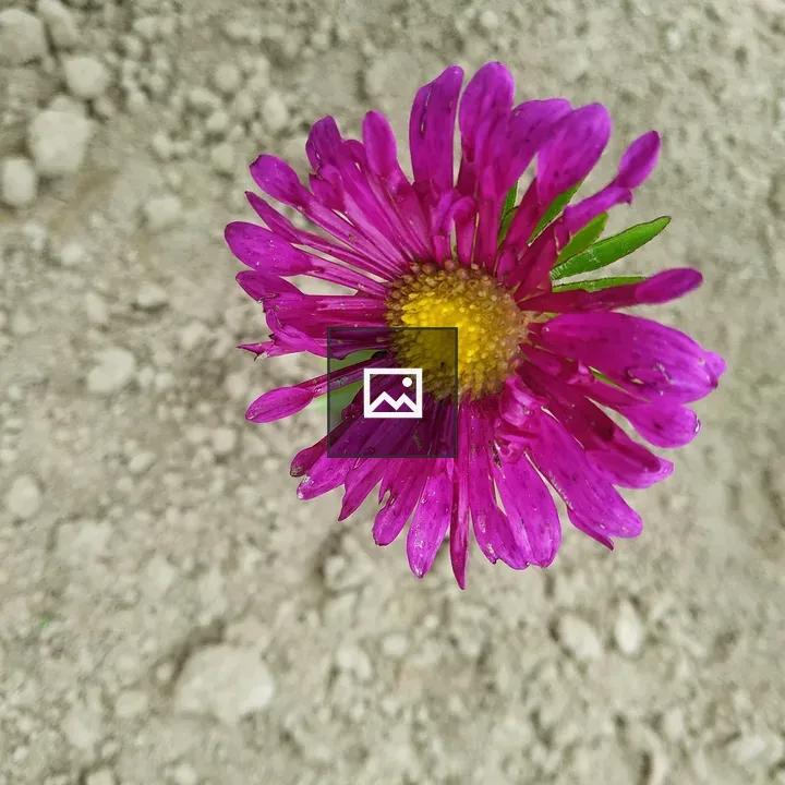 Pink flower against dirt