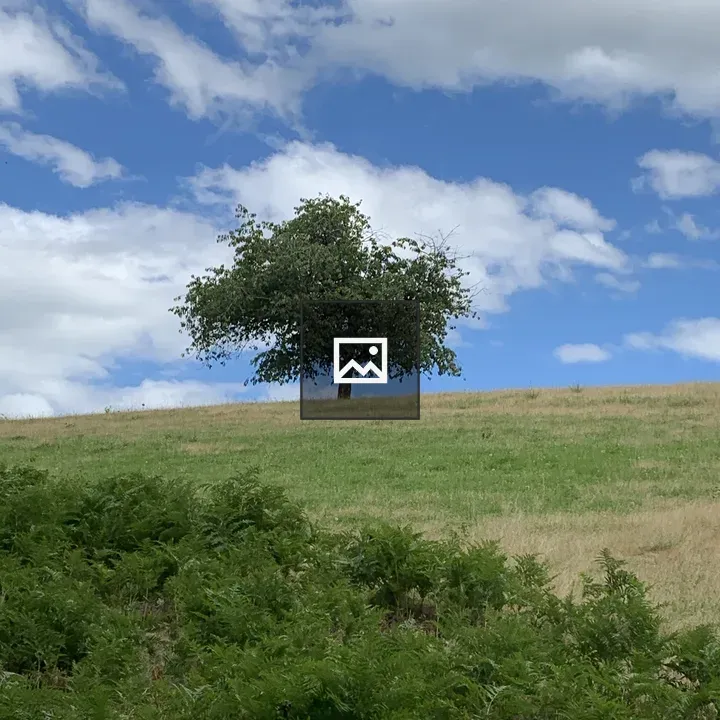 Lone tree in countryside