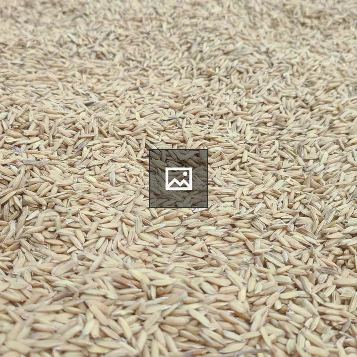 Rice Grain Close-up