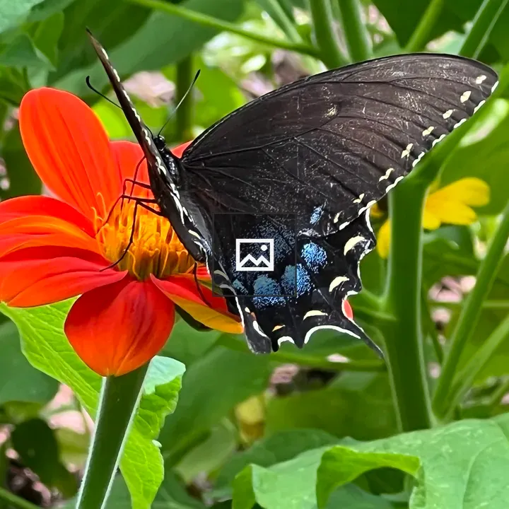 Butterfly on Mexican Sunflower Blossom