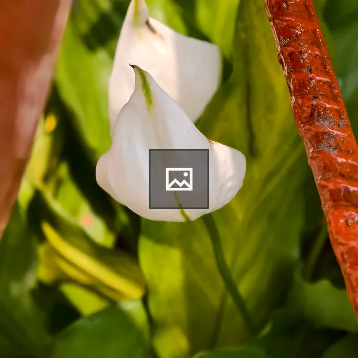Two white peace lilies next to orange bar