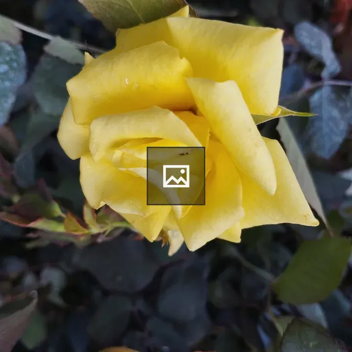 Yellow rose with dew drops