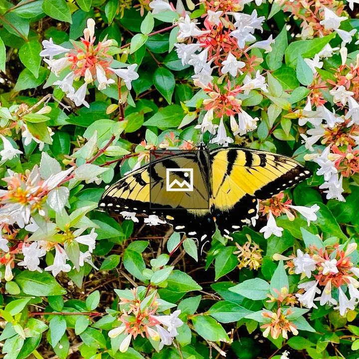 Eastern tiger swallowtail butterfly