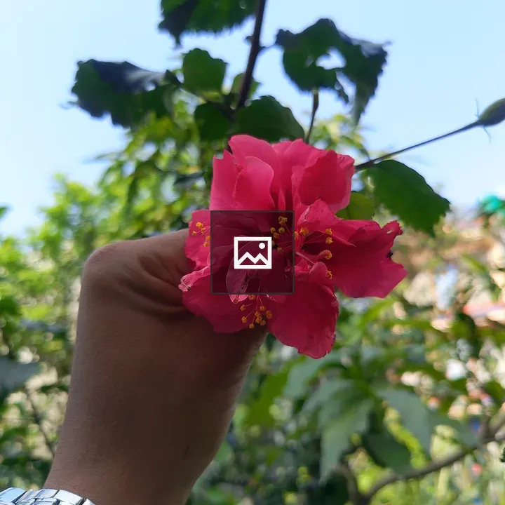 Pink Flower in Garden