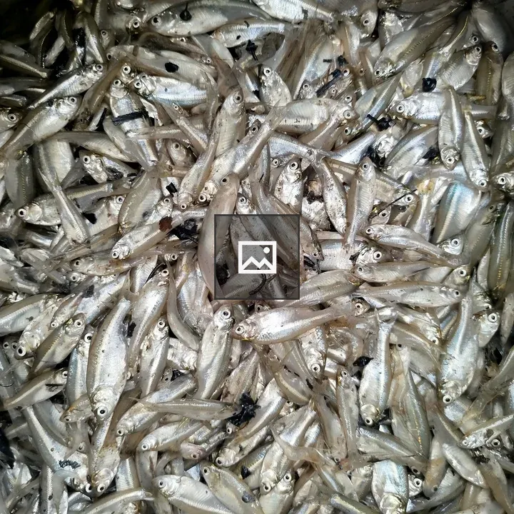 Close-up of small fish pile