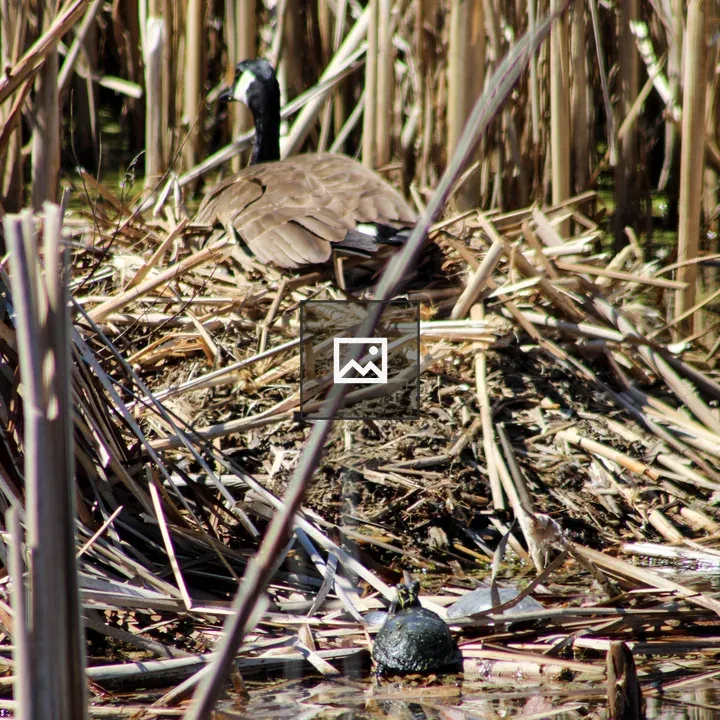 Canada Goose on Beaver Lodge