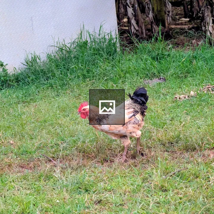 Chicken in grassy area