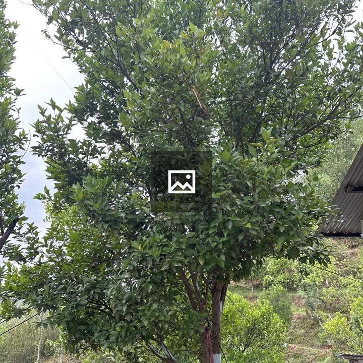 Tall green tree with whitewashed trunk