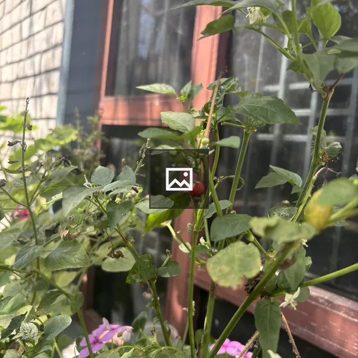 Chilli Plant by Window