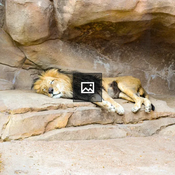 Sleeping lion at the Denver Zoo