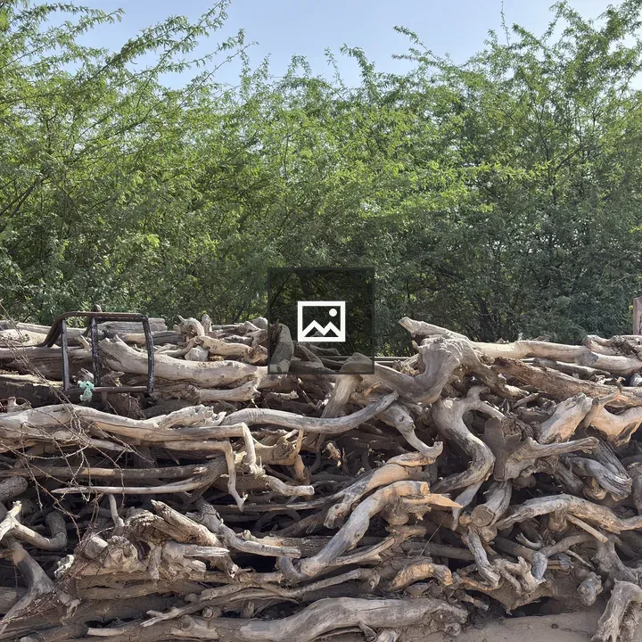 Twisted branches in natural backdrop