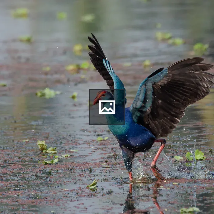 Purple Moorhen Taking Off