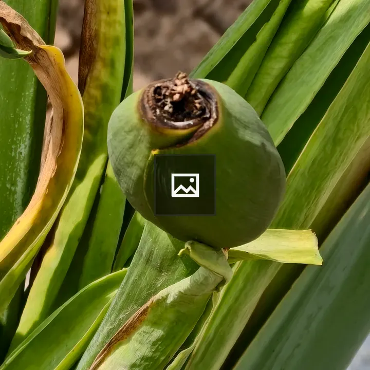 Green fruit pod with brown top
