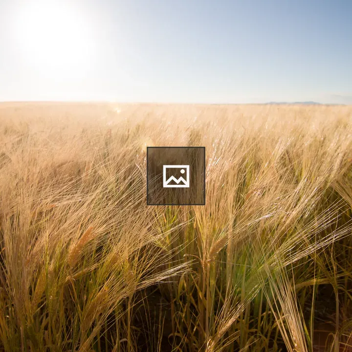 Wheat fields with lens flare