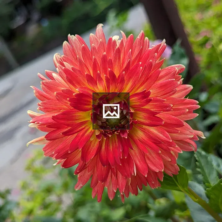 Orange dahlia flower