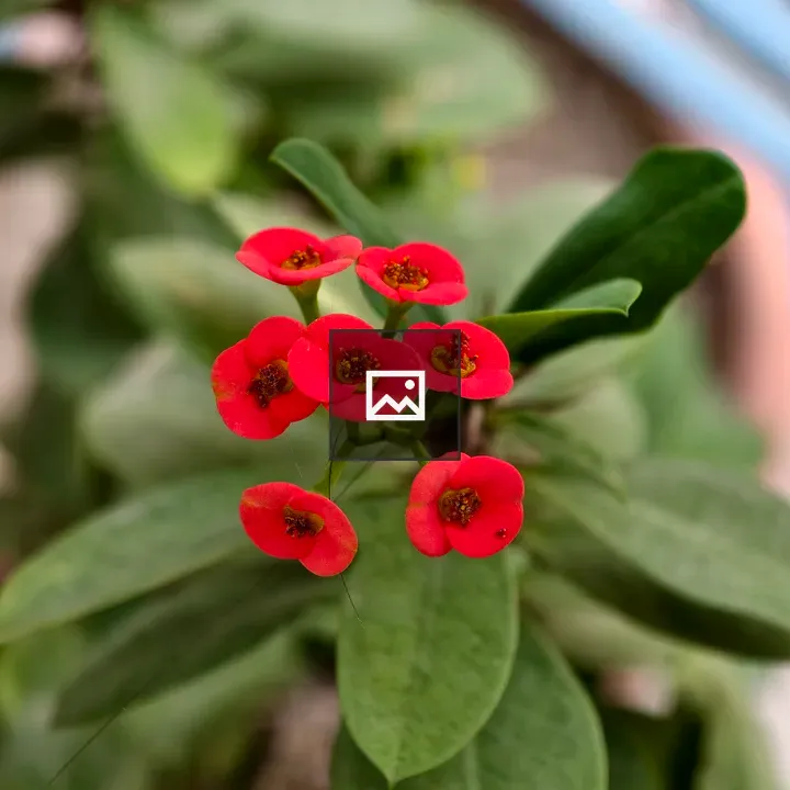 Crown of Thorns Flower Cluster