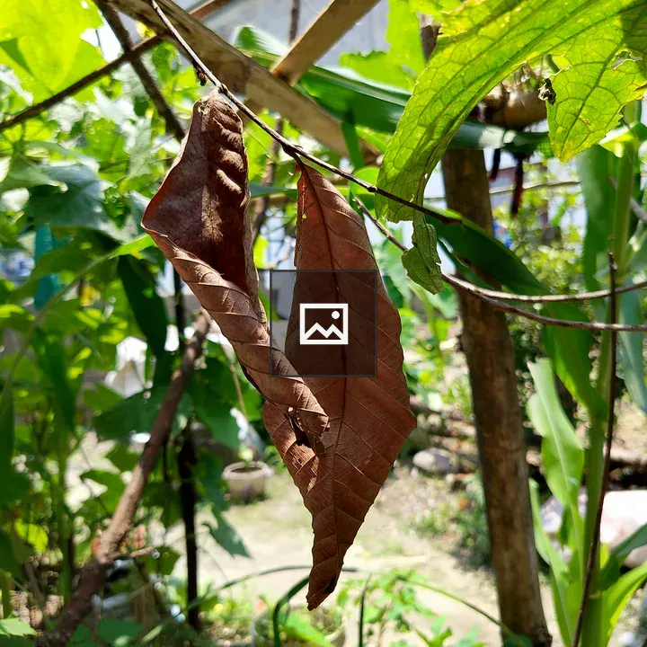 Two dry brown leaves on a branch