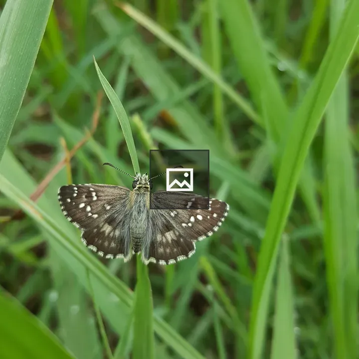 Gray butterfly on meadow