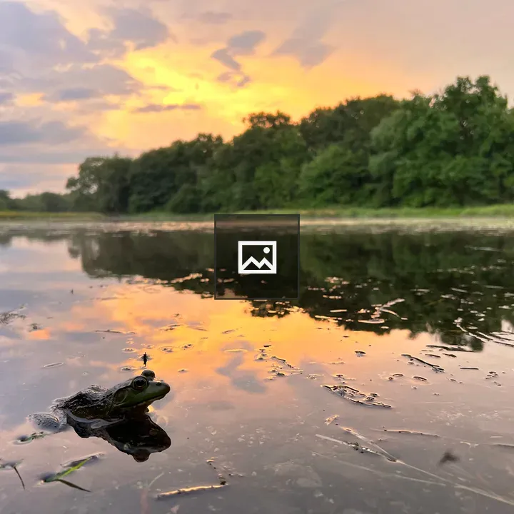 American Bullfrog at Pond
