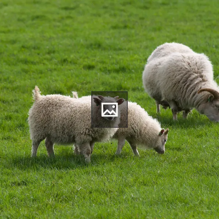Goats Grazing in Iceland Field