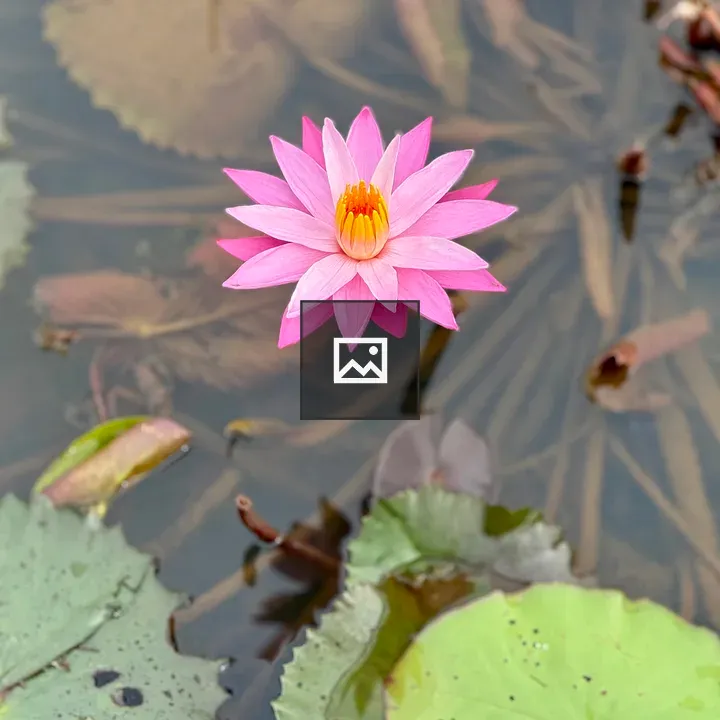 Pink water lily on calm water
