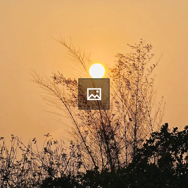 Golden Sunshine Through Bamboo