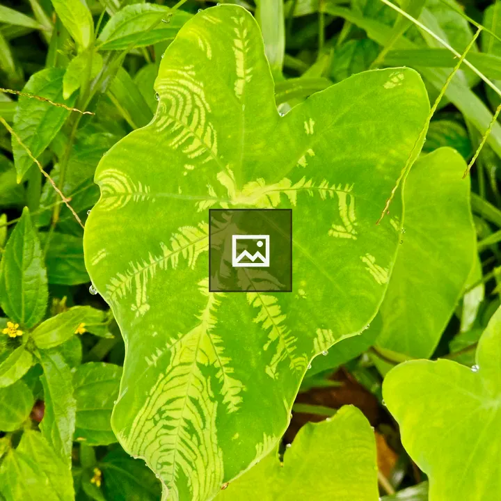 Light green taro leaf