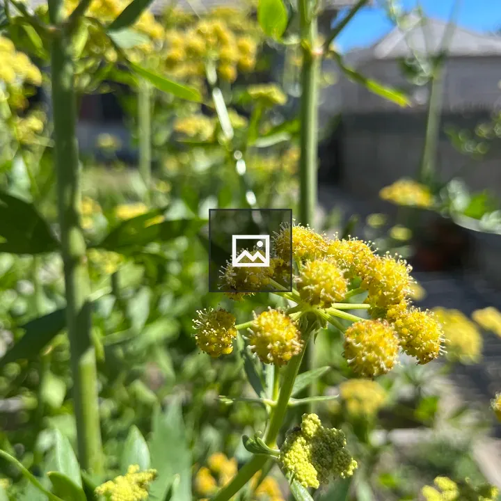 Tiny flowers