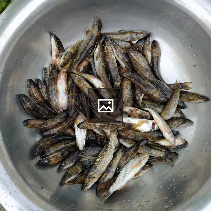 Stainless steel bowl of fish