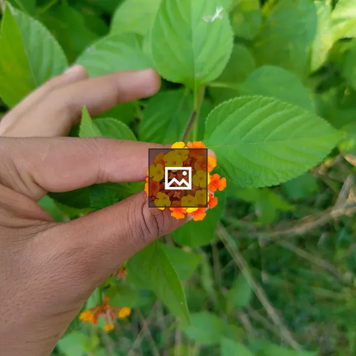 Hand holding cluster of flowers