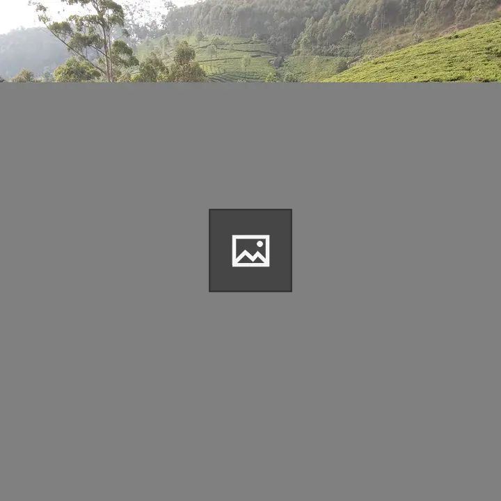 Tea Plantation at Munnar
