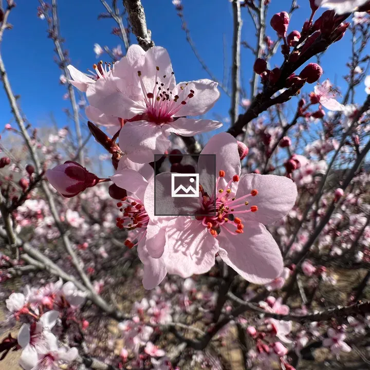 Macro shot of a tree blossom