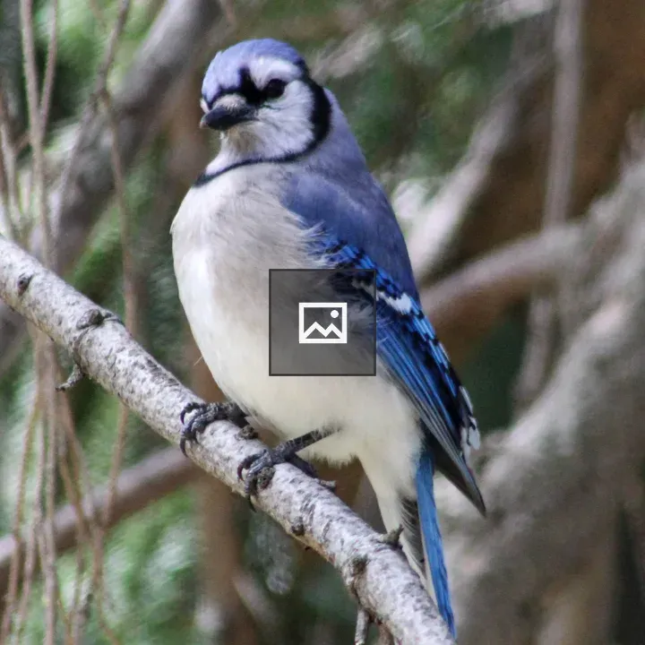 Blue Jay on a Tree