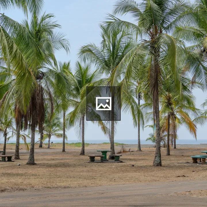 Palm trees over Costa Rica beach