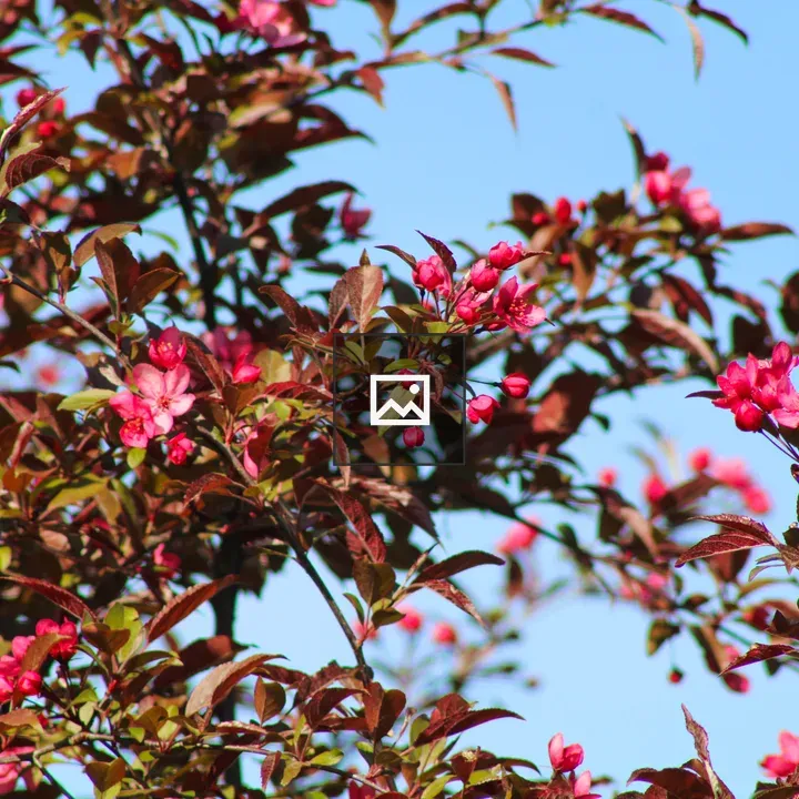 Bright pink flowers on a tree branch
