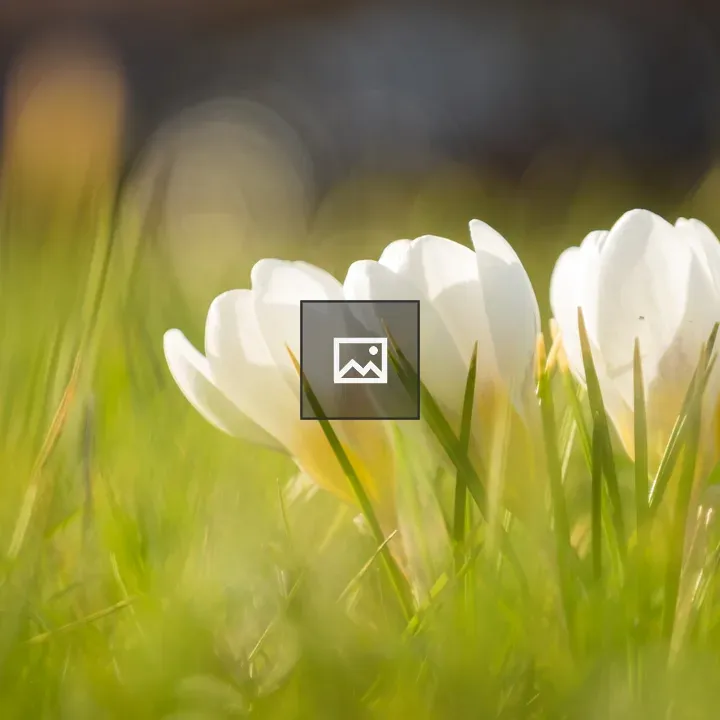 Crocus flowers in grass field