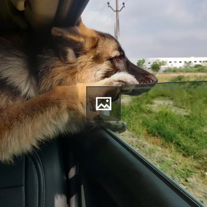 German Shepherd in Car Window