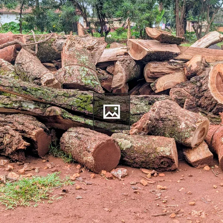 Pile of logs on dirt surface