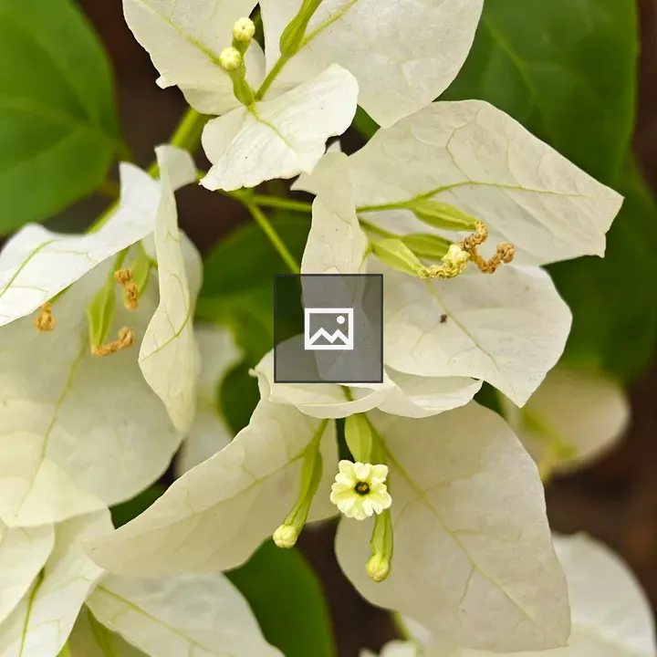 Bougainvillea Flowers in White