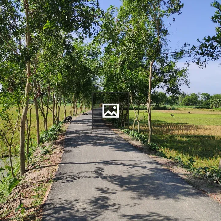 Narrow road with young trees