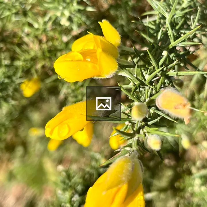 Ulex europaeus flower close-up